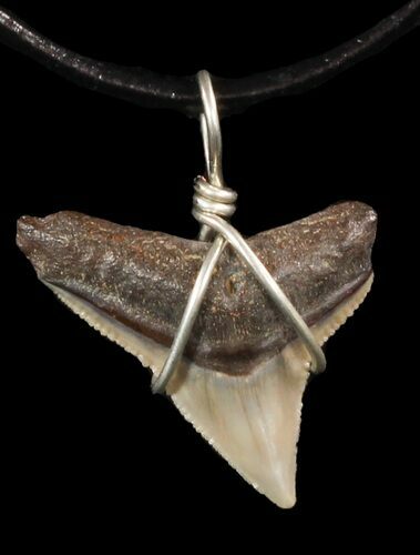 Fossil Dusky Shark Tooth Necklace #47574